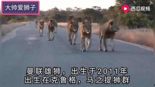 雄狮3 电影在线观看,王者归来——在线观影，见证传奇荣耀  第1张